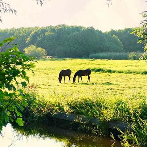 Fietsen in Friesland